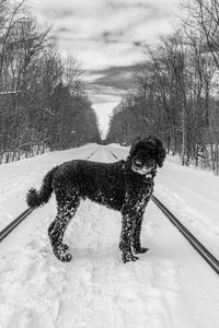 Dog on snow covered land