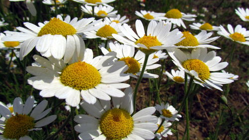 Close-up of white daisy flowers