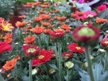 Close-up of red flowering plants