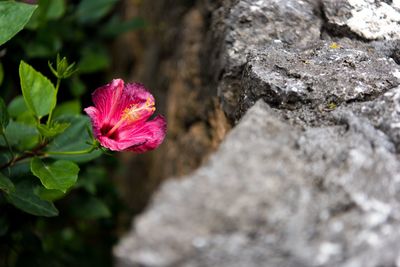 Close-up of pink hibiscus blooming outdoors