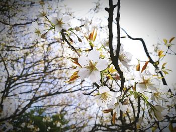 Low angle view of apple blossoms in spring