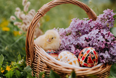 Close-up of vegetables in basket