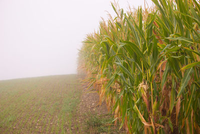 Plants growing on field against sky