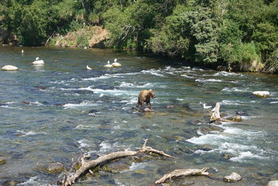 View of ducks in river