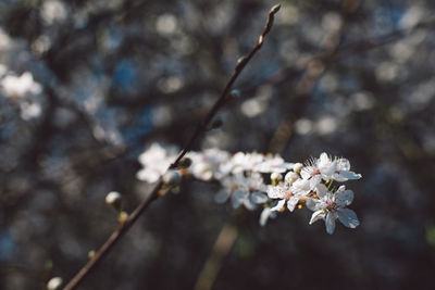 Close-up of cherry blossoms in spring