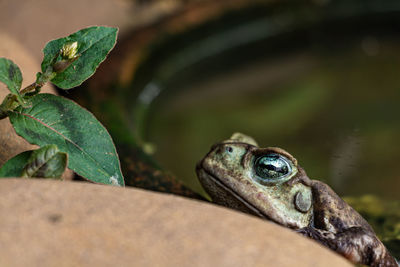 Close-up of frog