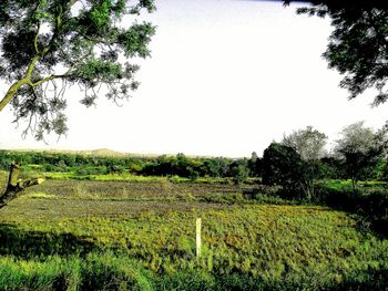 Scenic view of agricultural field against sky