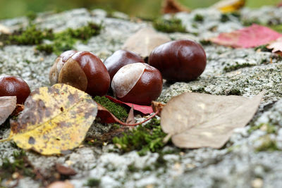 Close-up of fruits growing on rock