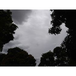 Low angle view of silhouette trees against sky