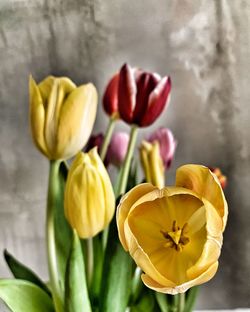 Close-up of yellow tulips