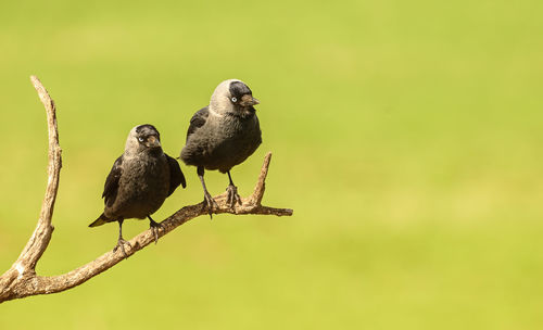 Close-up of birds perching on branch