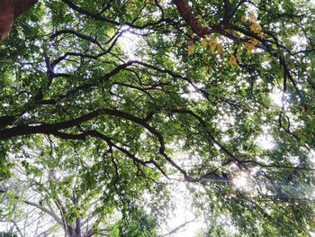 Low angle view of trees against sky