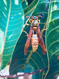 Close-up of insect on leaf