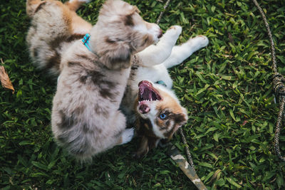 High angle view of cats on field