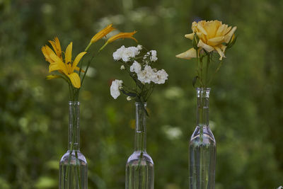 Close-up of yellow flowering plant in vase