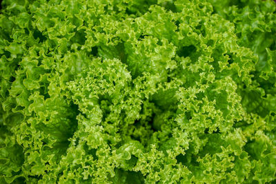 Full frame shot of fresh green plants