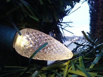 Close-up low angle view of tree against sky