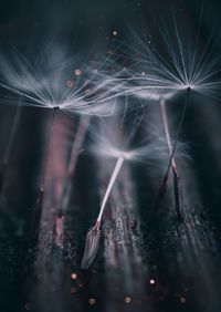 Close-up of wet dandelion against black background