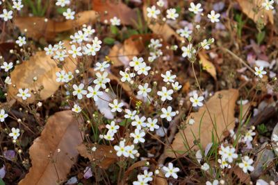 High angle view of flowering plants on field