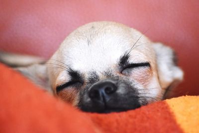 Close-up of a dog sleeping