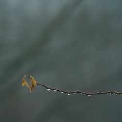 Close-up of wet fence during rainy season