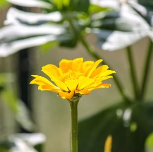 Close-up of yellow flowering plant