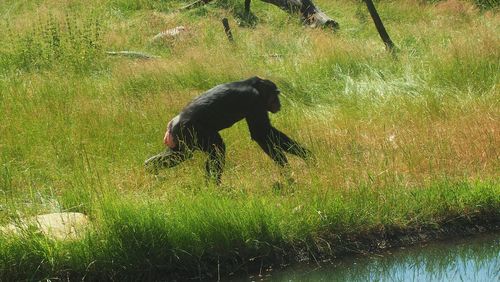 Black dog on field