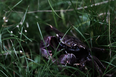 Close-up of insect on grass