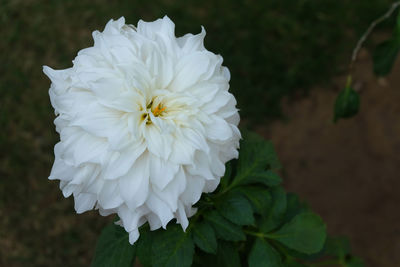 Close-up of white rose flower