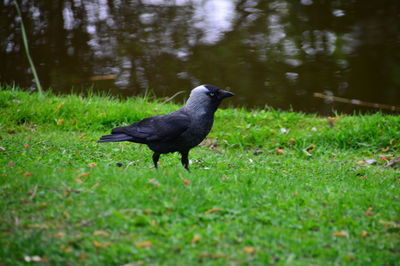 Close-up of bird perching on field