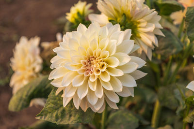 Close-up of white flowering dahlia plants