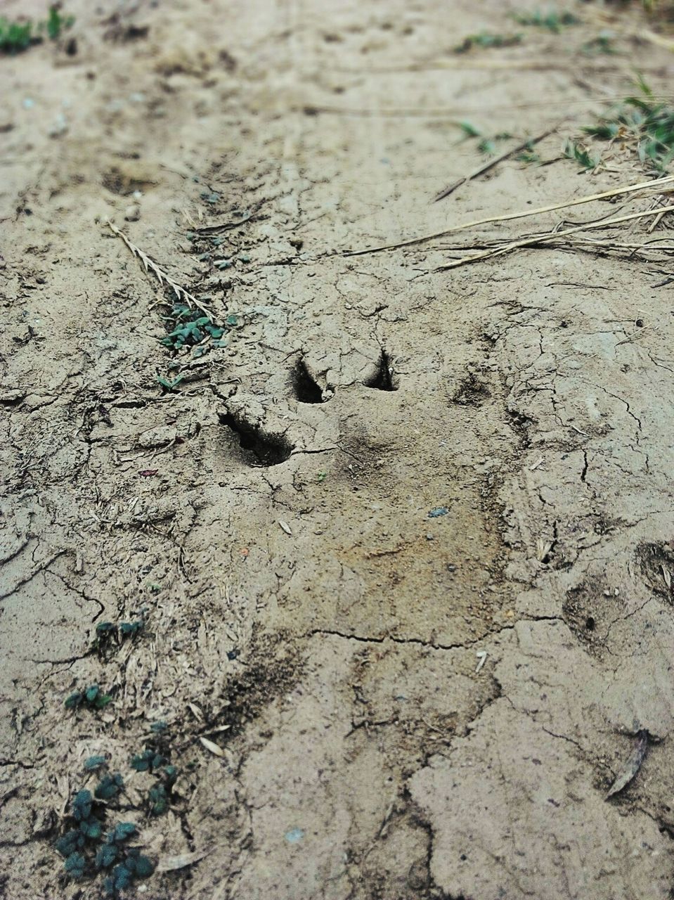 close-up, day, outdoors, nature, no people, ground, cracked, full frame, backgrounds, selective focus, natural pattern, detail, elevated view, focus on foreground