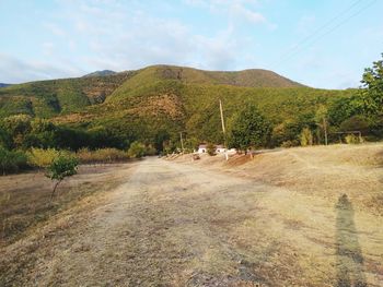 Road amidst plants and trees against sky