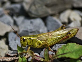 Close-up of insect on leaf