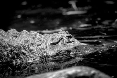 Close-up of crocodile in water