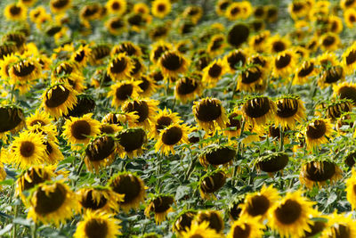 Field of sunflowers at the end of the summer