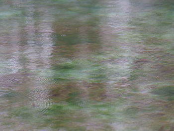 Reflection of trees in water