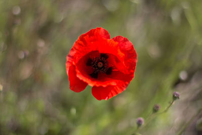 Close-up of red poppy flower