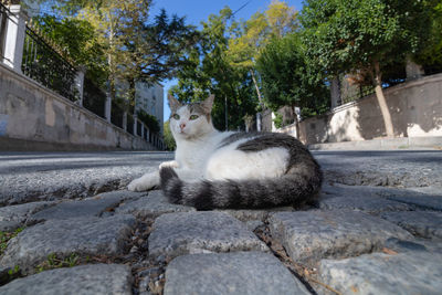 Cat sitting on retaining wall