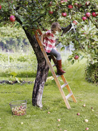 Girl on ladder picking apples, varmdo, uppland, sweden