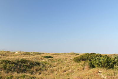 Scenic view of field against clear blue sky