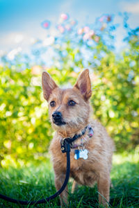 Portrait of dog on grass