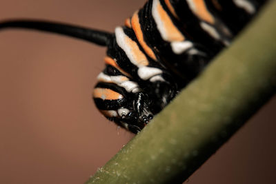 Close-up of black insect