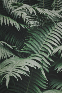 Full frame shot of fern leaves