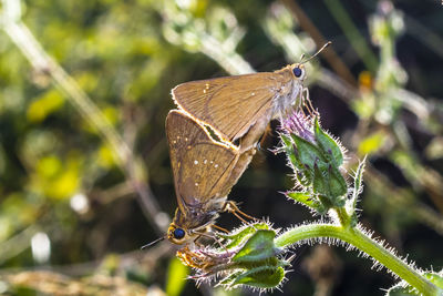 Close-up of butterfly pollinating flower