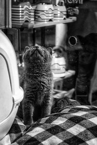 Close-up of cat looking at camera at home