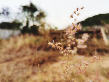 Close-up of flowering plant on field