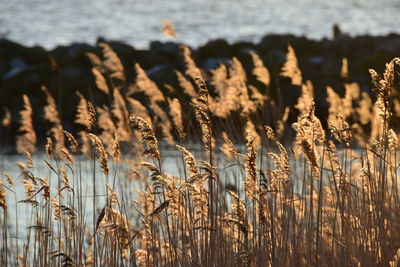 Close-up of wheat field