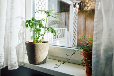 Monstera houseplant and muehlenbeckia in pots on the windowsill next to the window. 