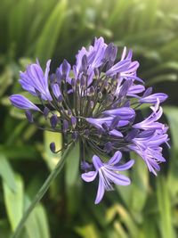 Close-up of purple flowers blooming outdoors